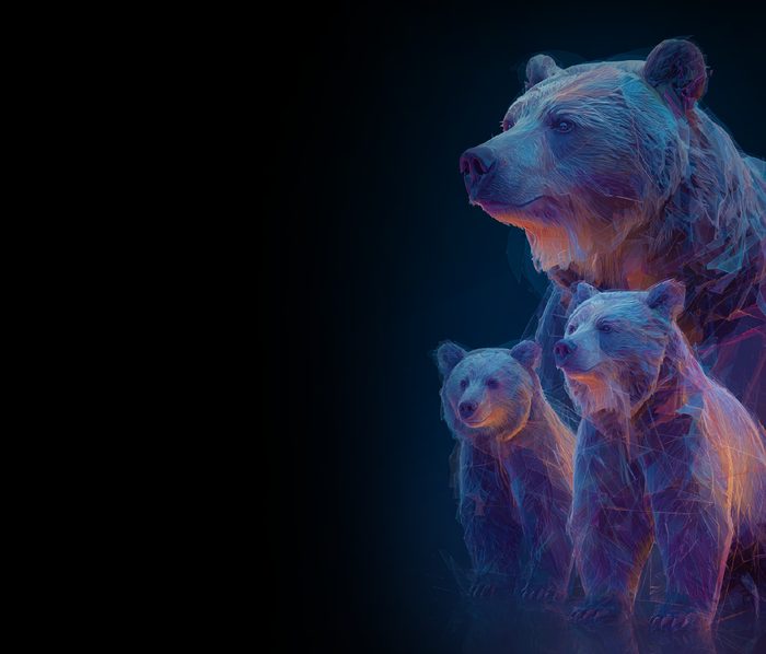 A mama bear standing protectively over her cubs